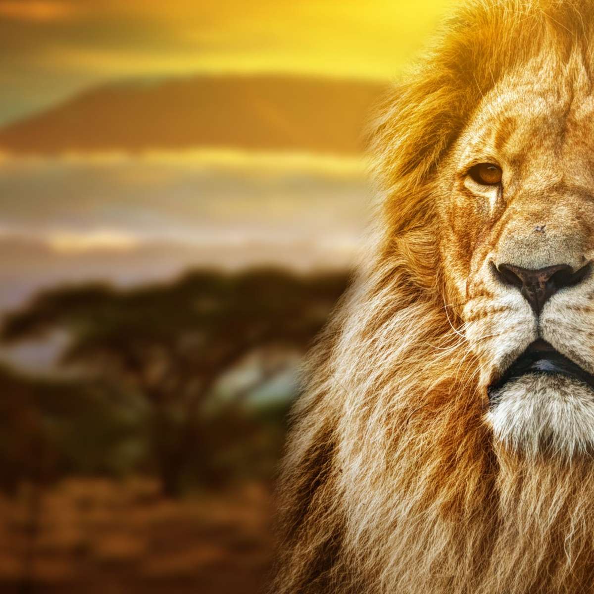 Lion In African Safari Wall Art