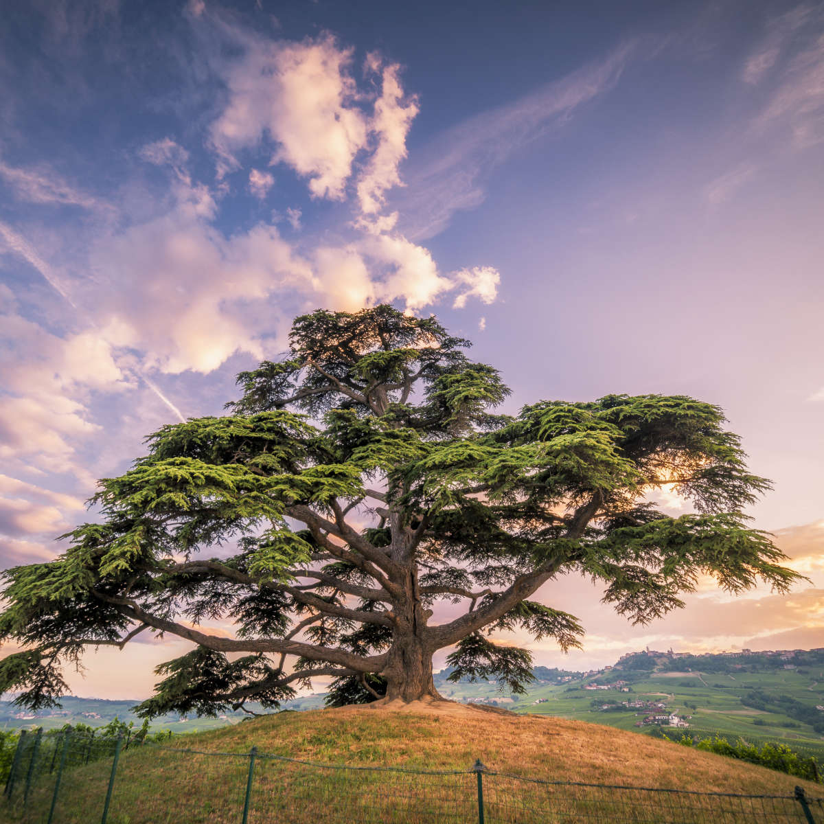 Majestic Cedar Of Lebanon Wall Art