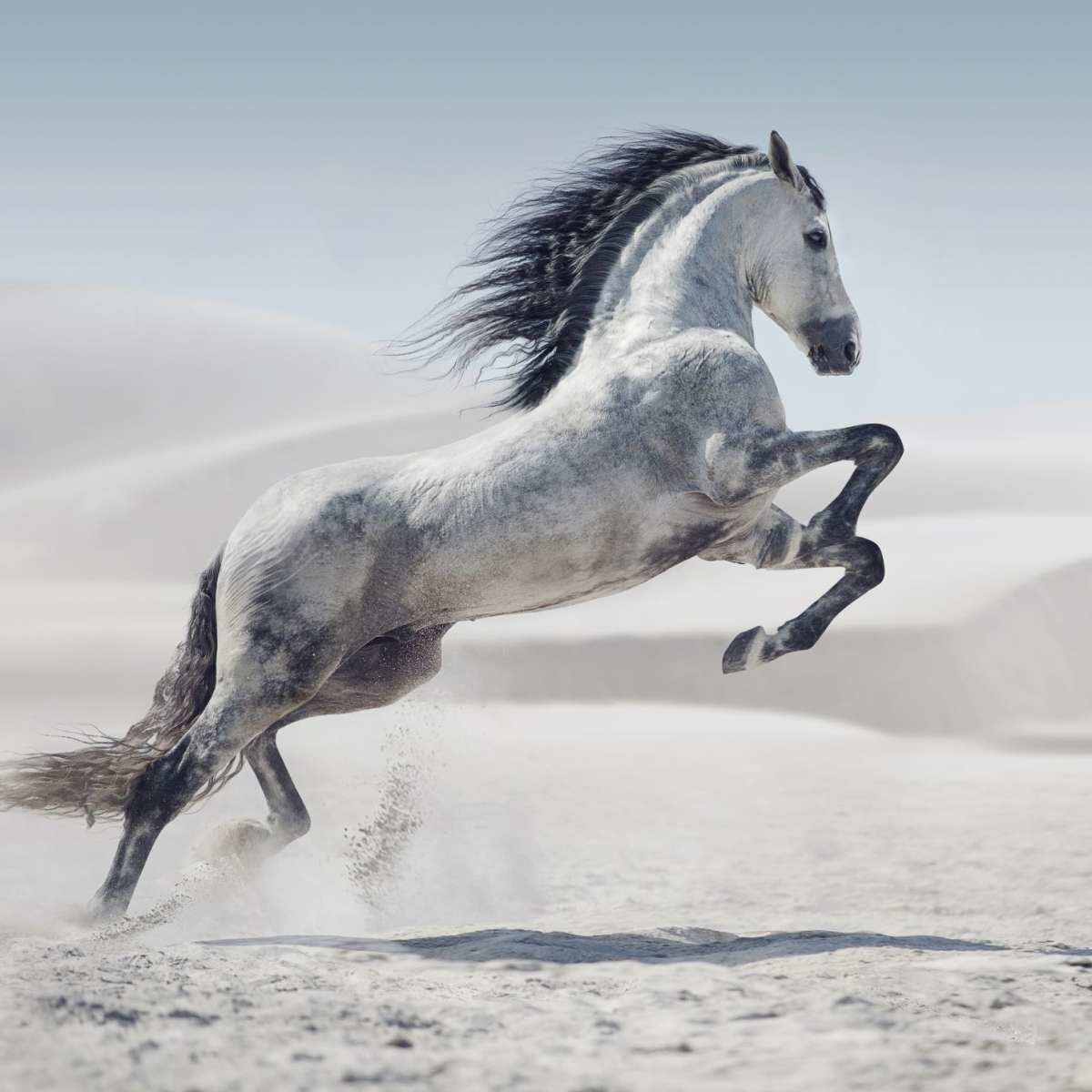 Mighty Arabian Horse Wall Art