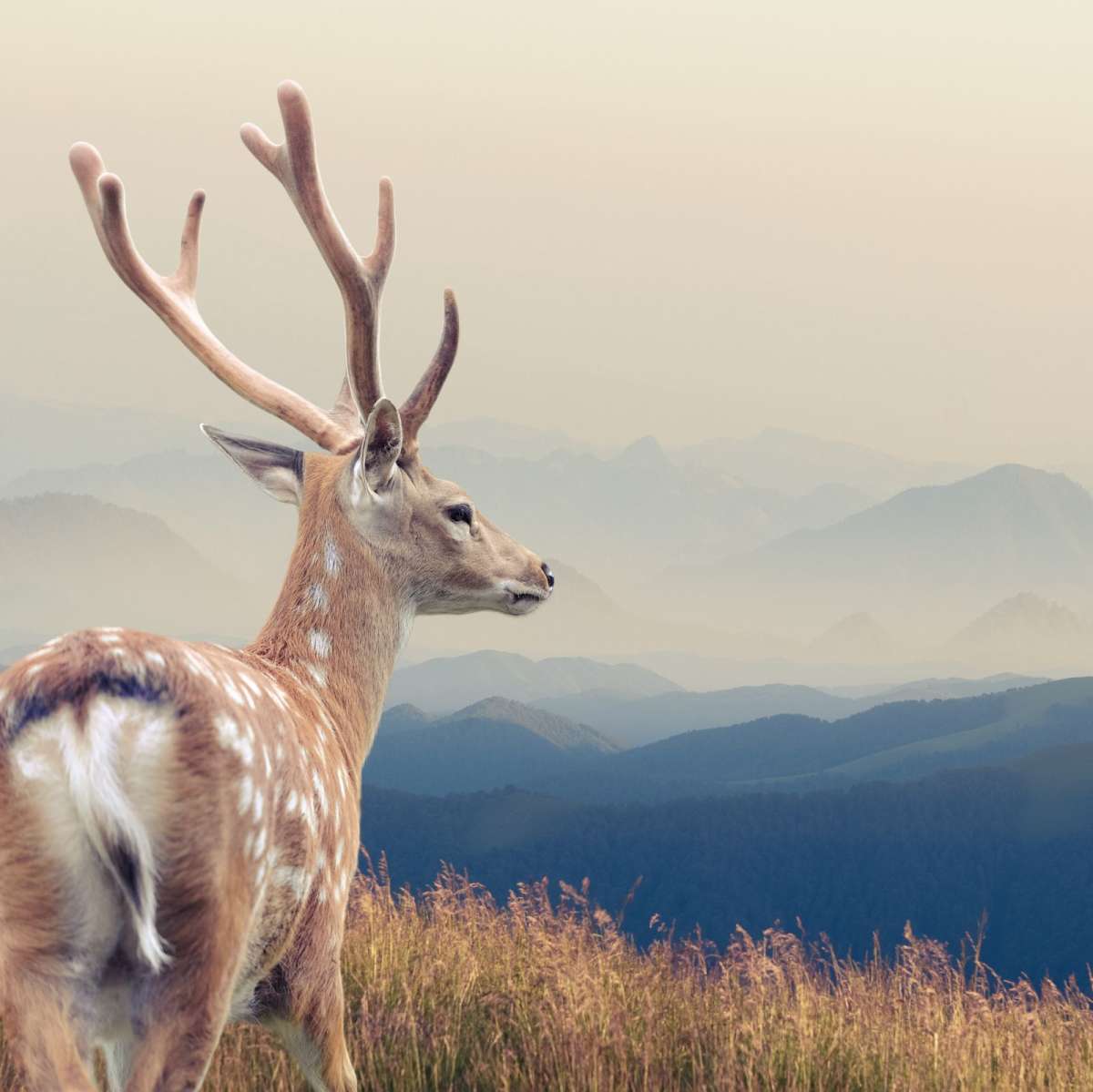 Mountain Sika Deer Wall Art