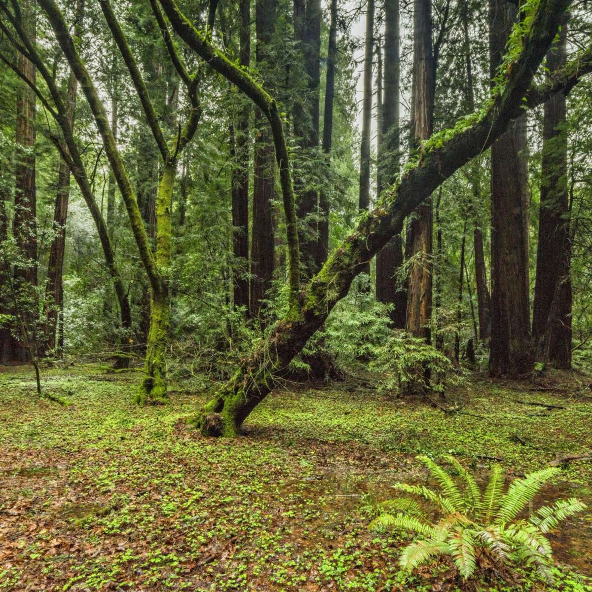 Muir Woods Forest Wall Art