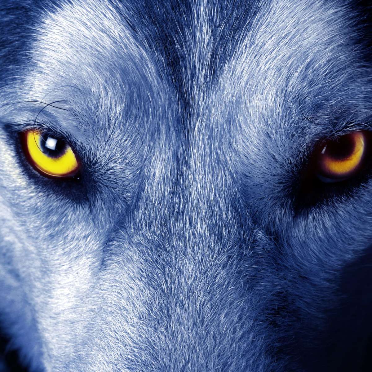 Mystic Wolf Eyes Wall Art