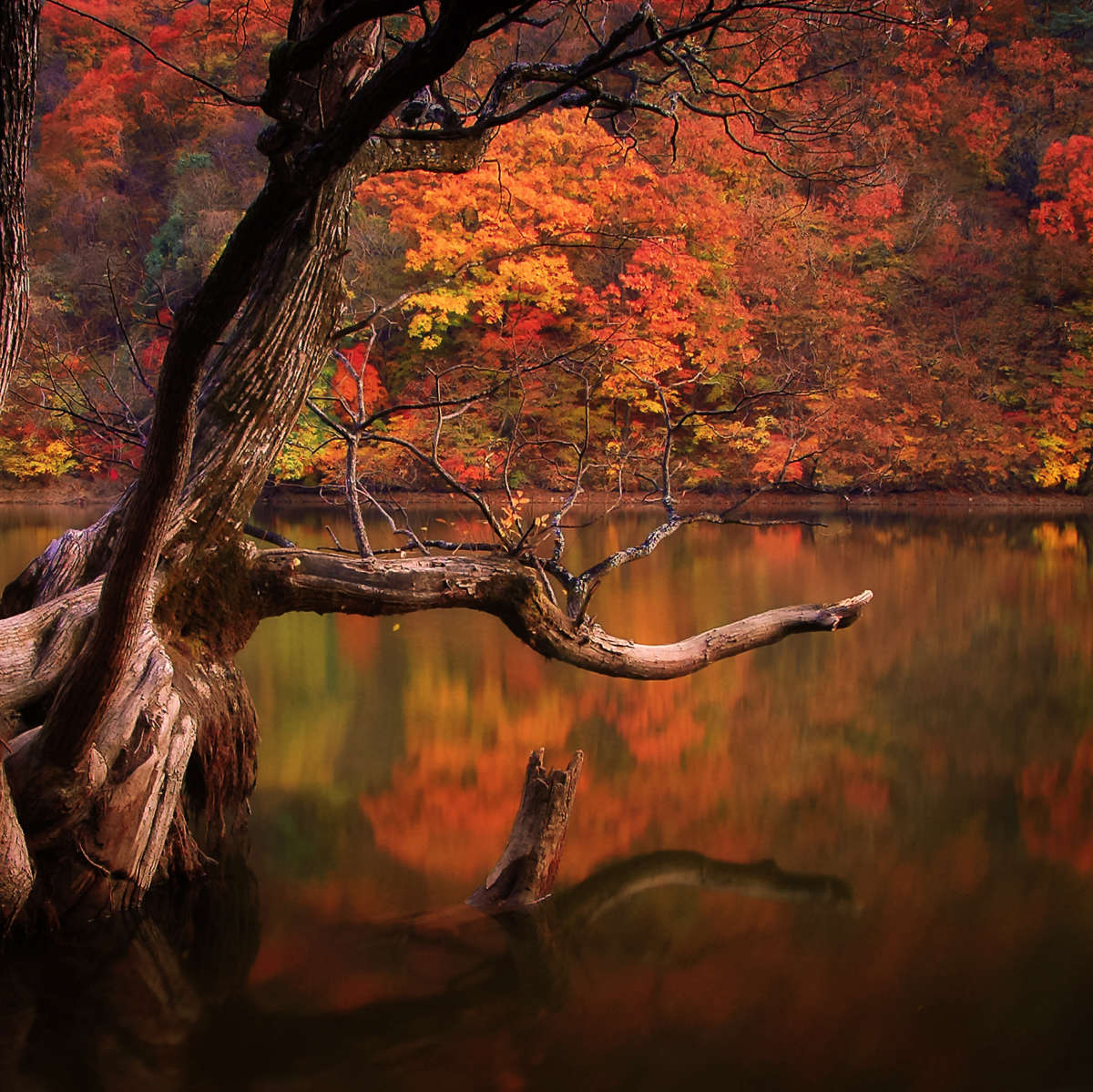 Orange Autumn Lake Wall Art