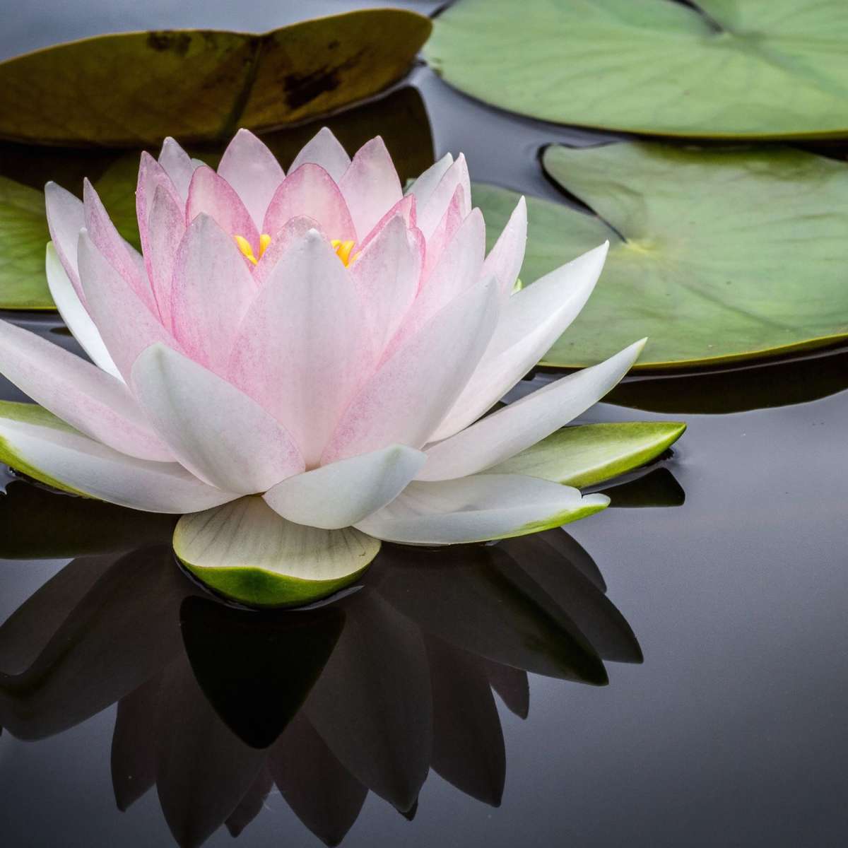 Pinkish White Lotus Wall Art