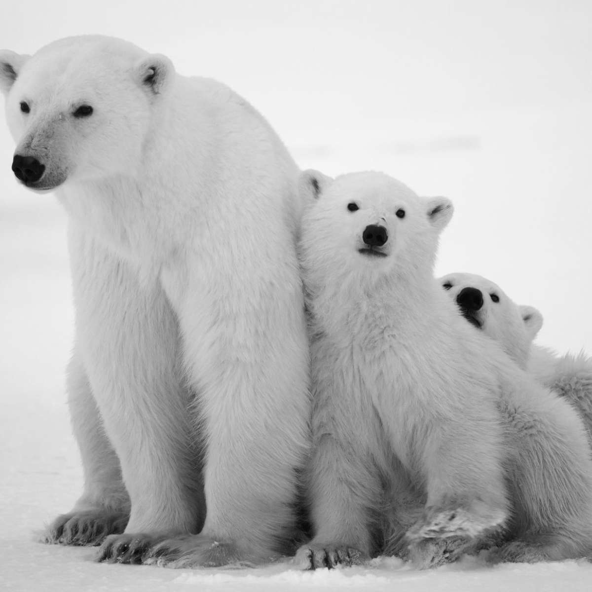 Polar Bear Family Wall Art