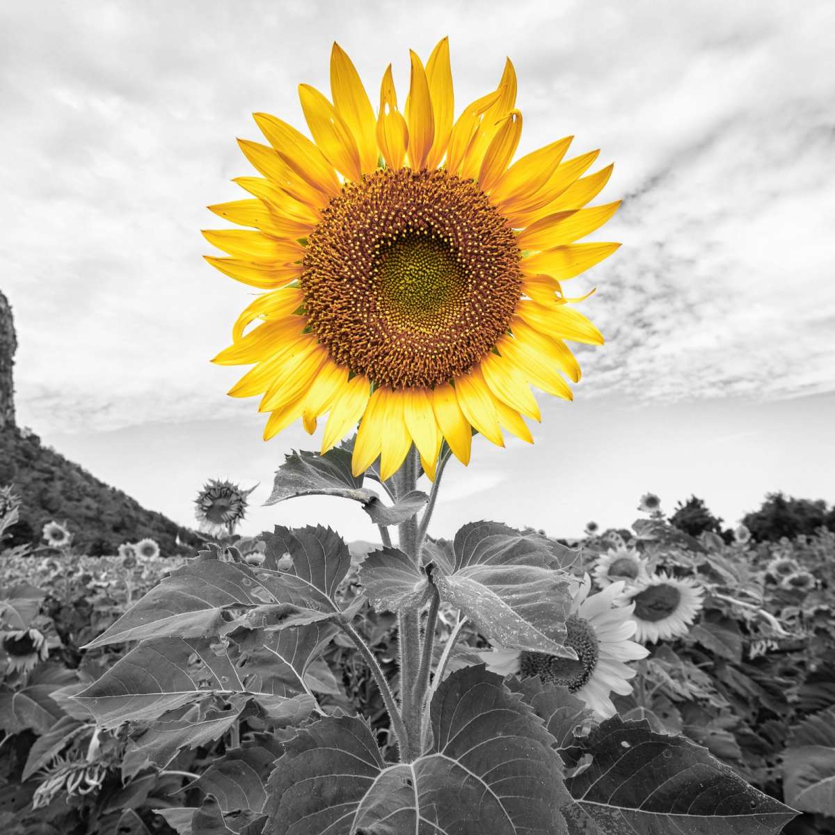 Pop Golden Sunflower Wall Art