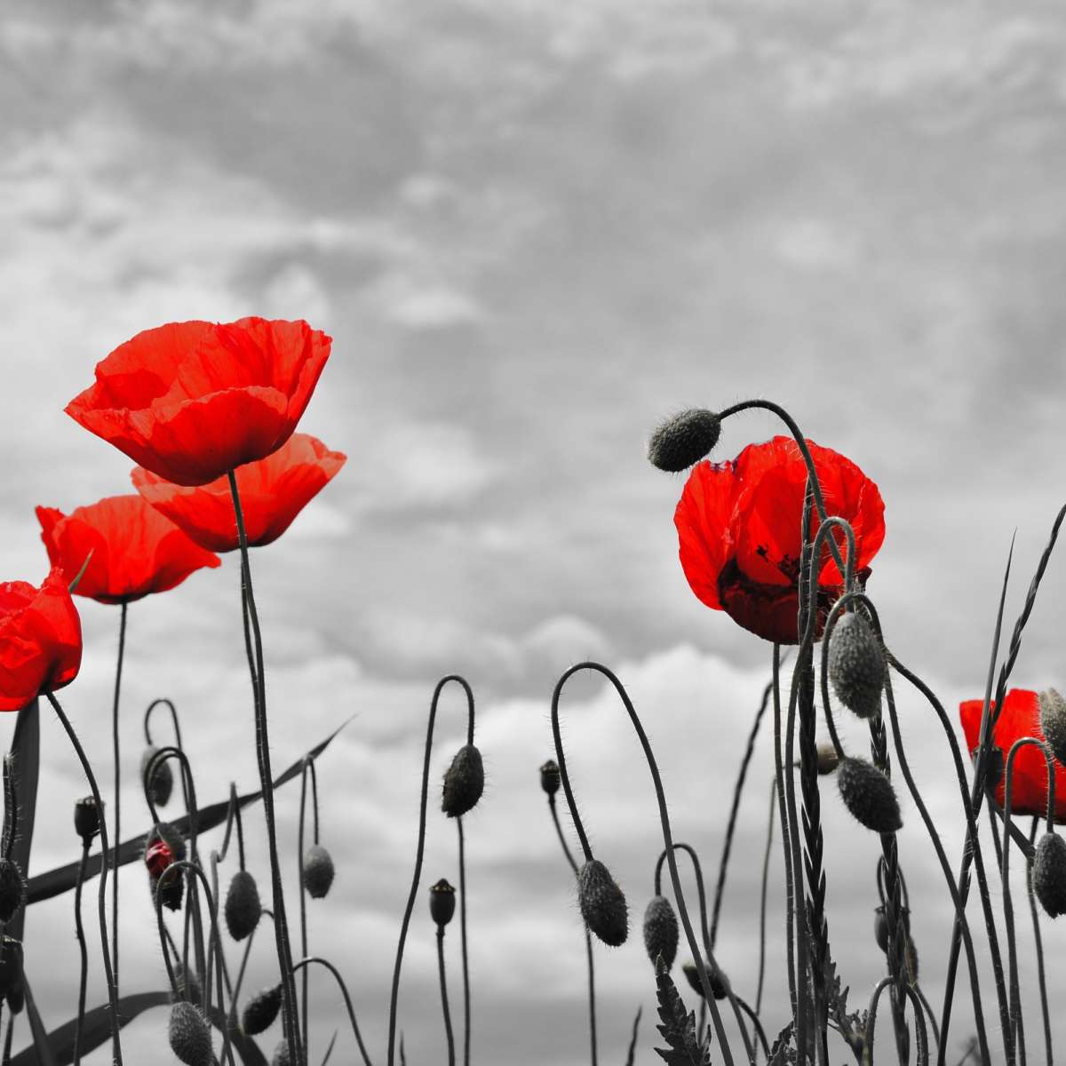 Pop Red Poppies Wall Art