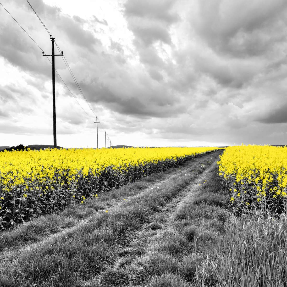 Pop Yellow Flower Field Wall Art