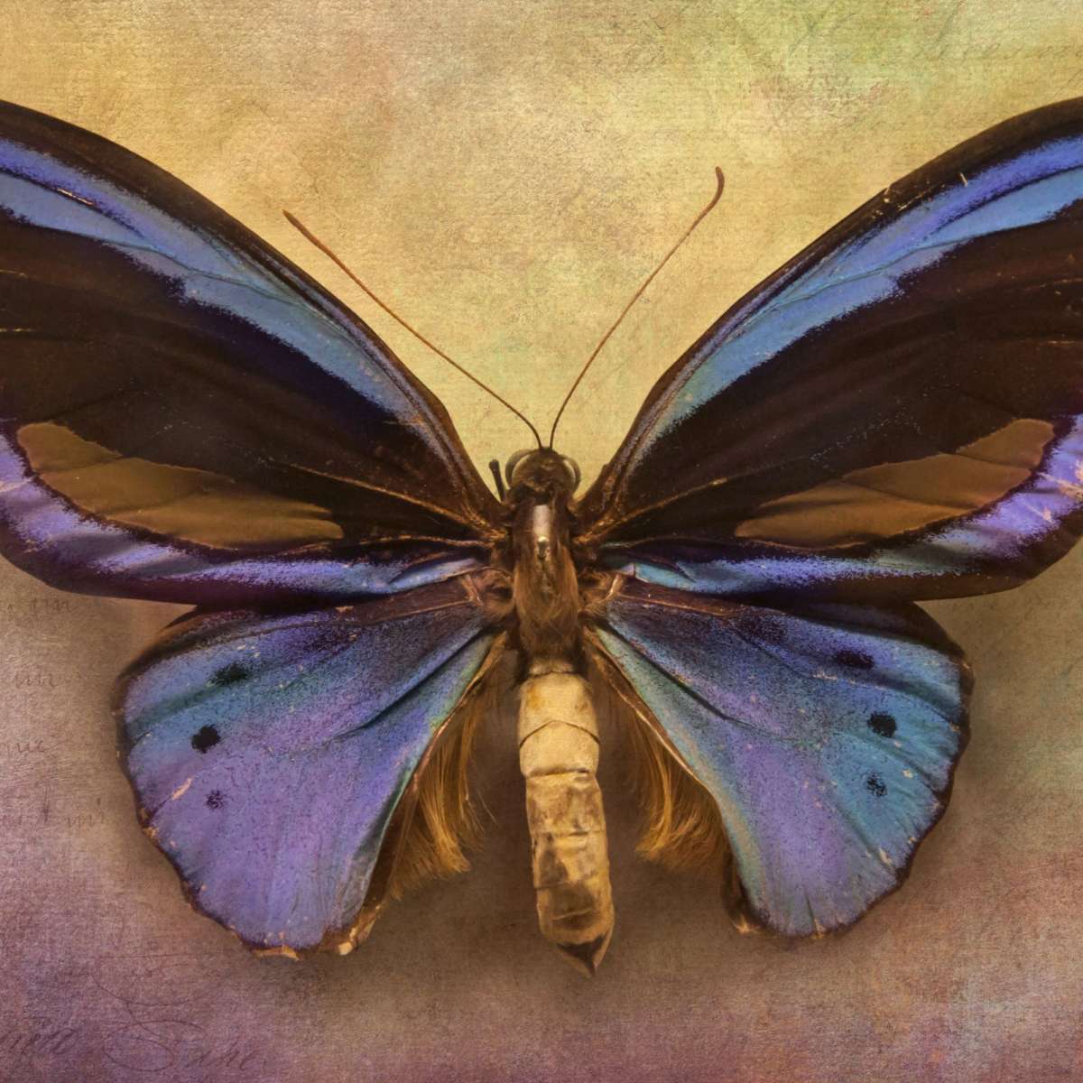 Purple Butterfly Wall Art