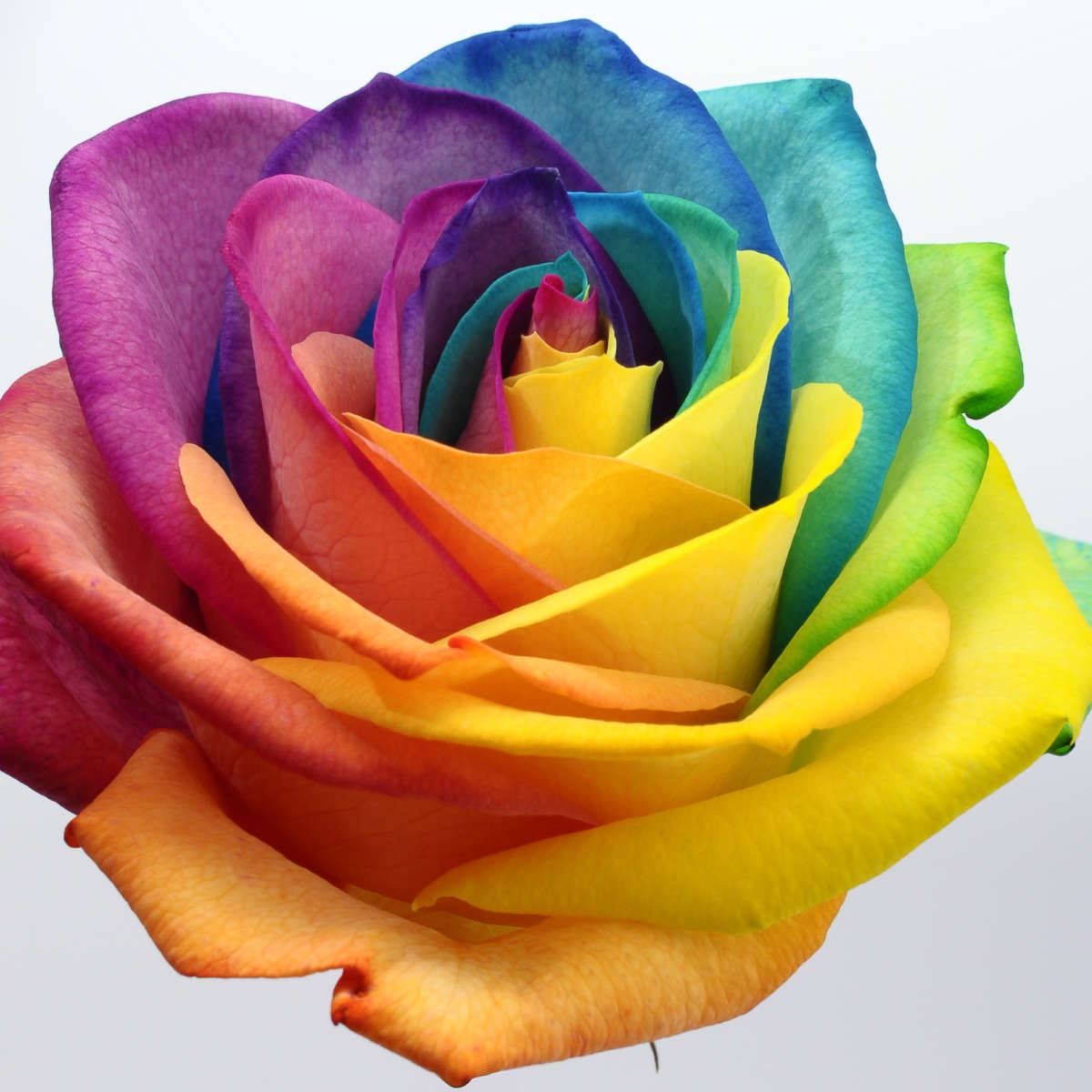 Rainbow Rose Wall Art