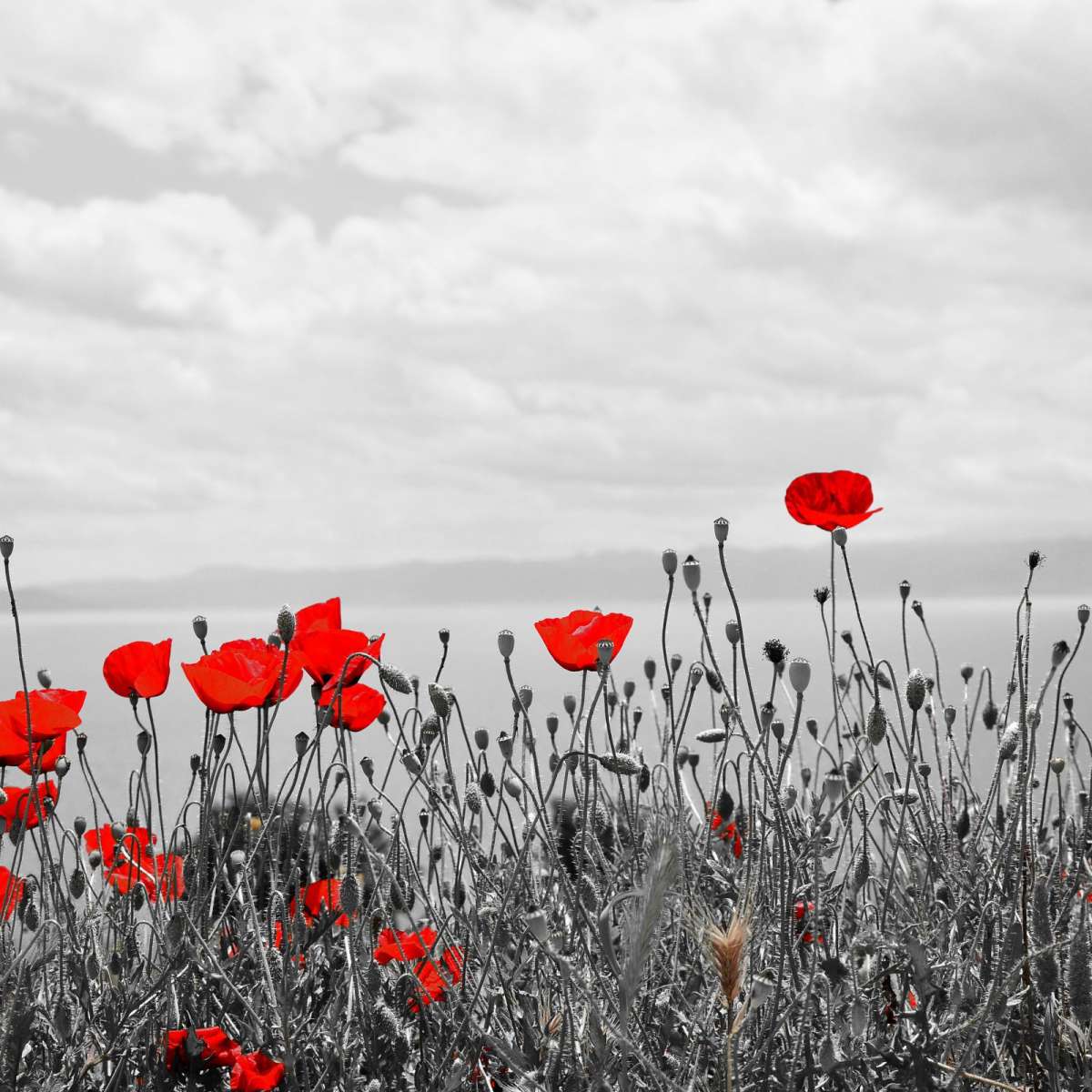 Red Poppy Field Pop Wall Art