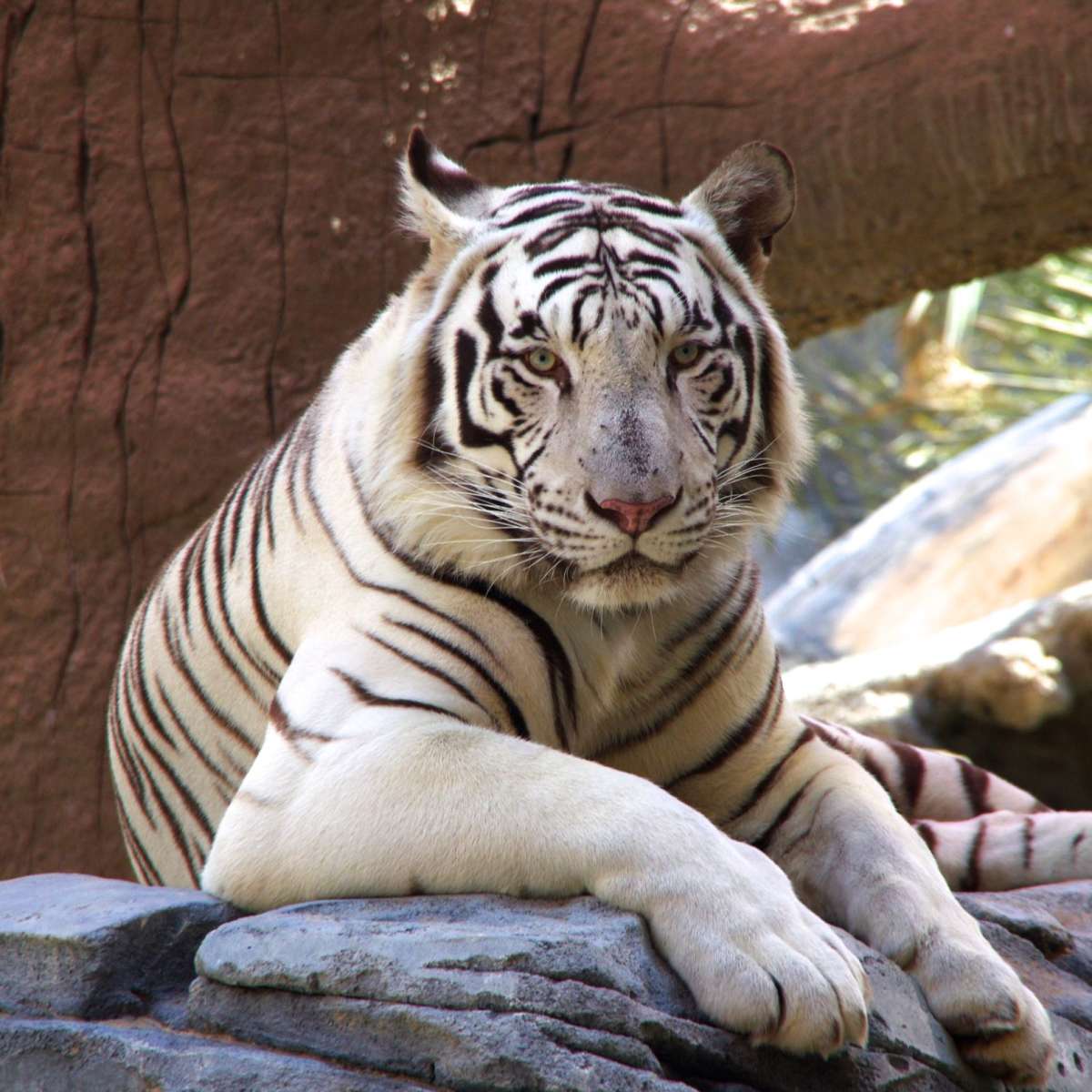 Resting White Tiger Wall Art