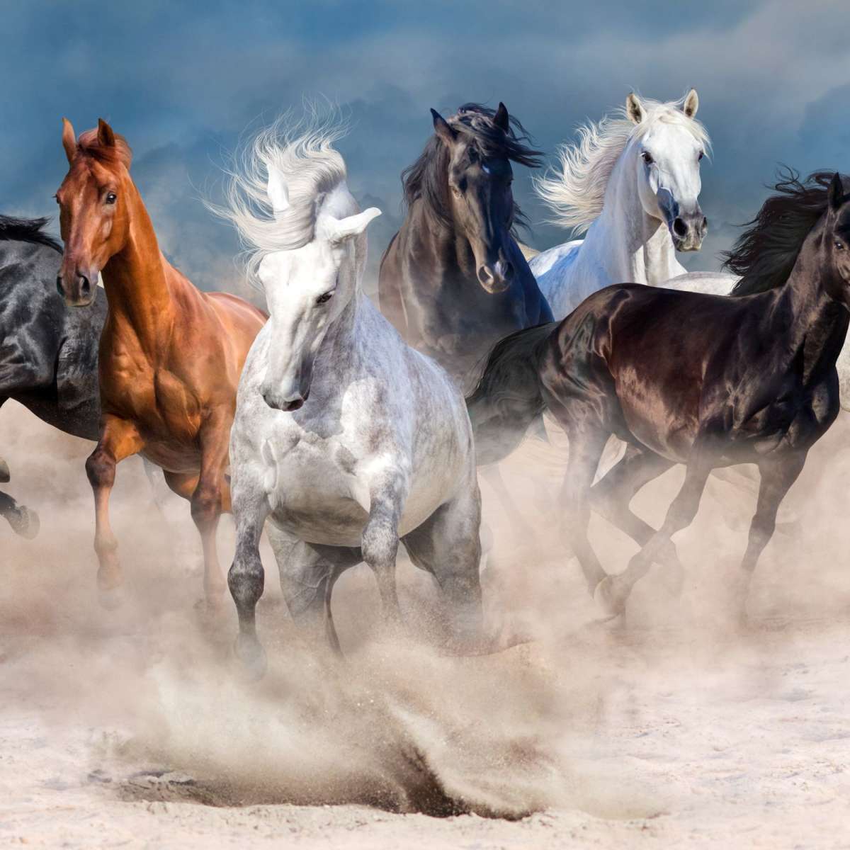 Running Horses Wall Art