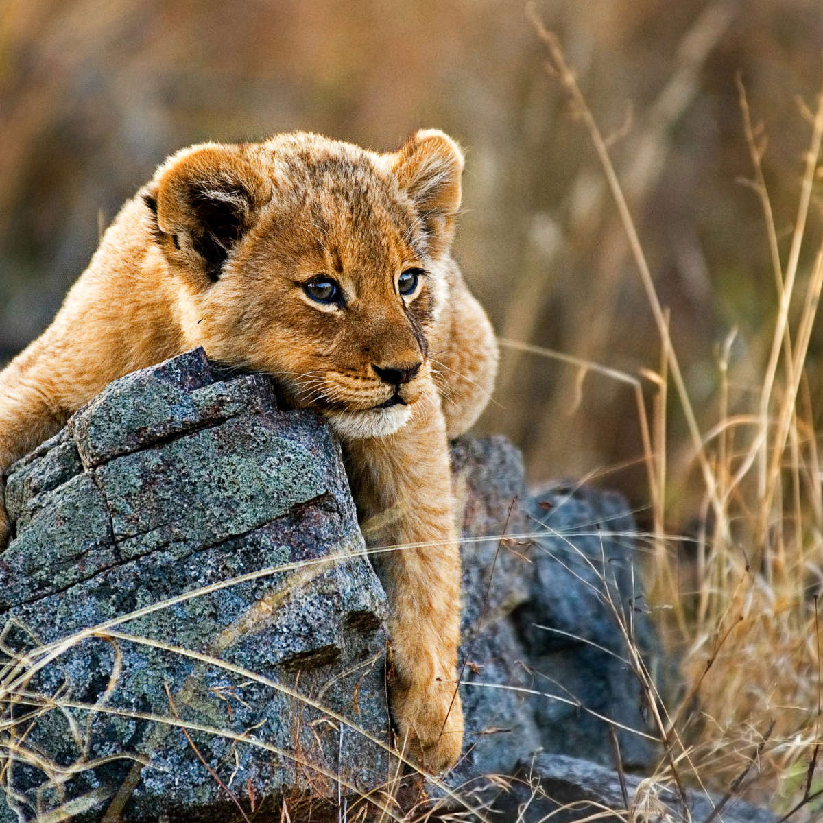 Safari Lion Cub Wall Art