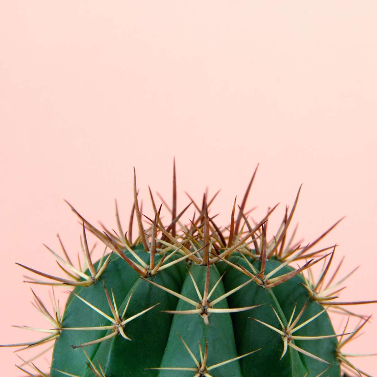 Simple Cactus Wall Art