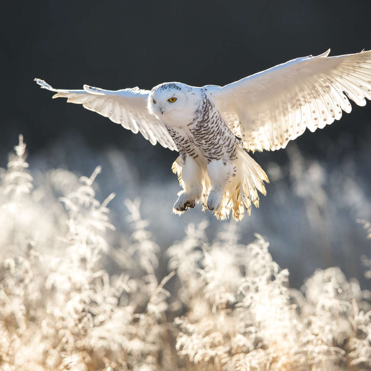 Snowy Owl Hunt Wall Art