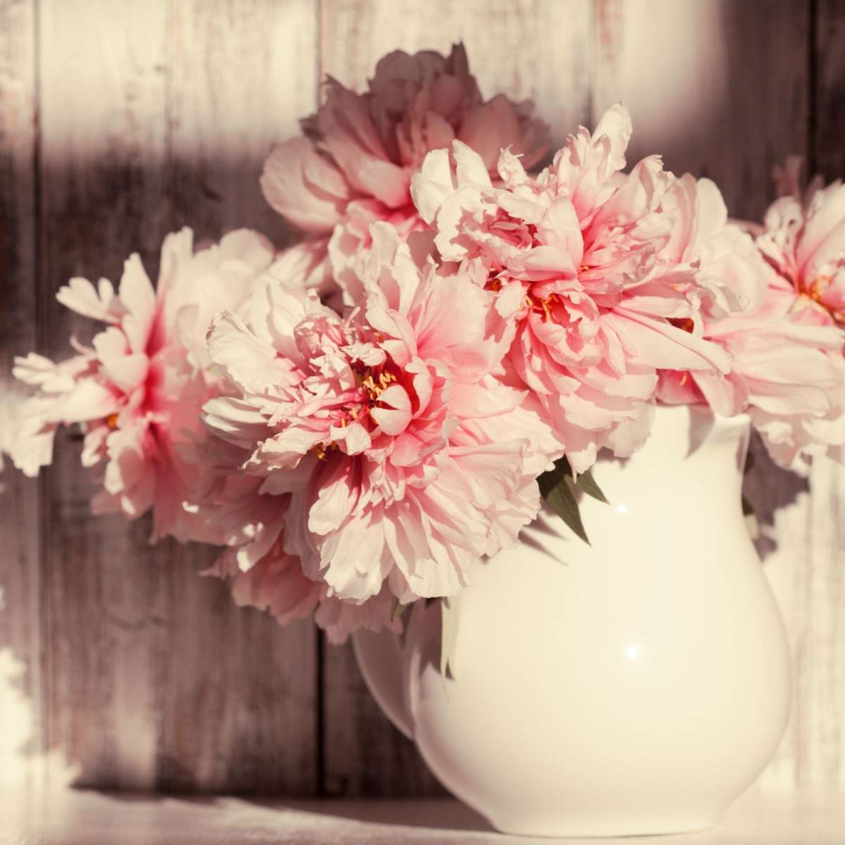 Sun Bright Peonies Wall Art