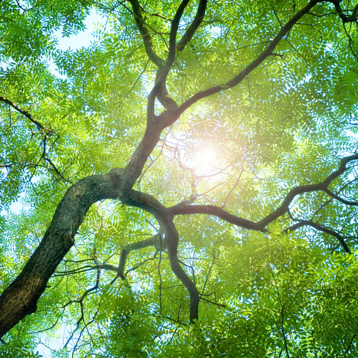 Tree Canopy Sunshine Wall Art