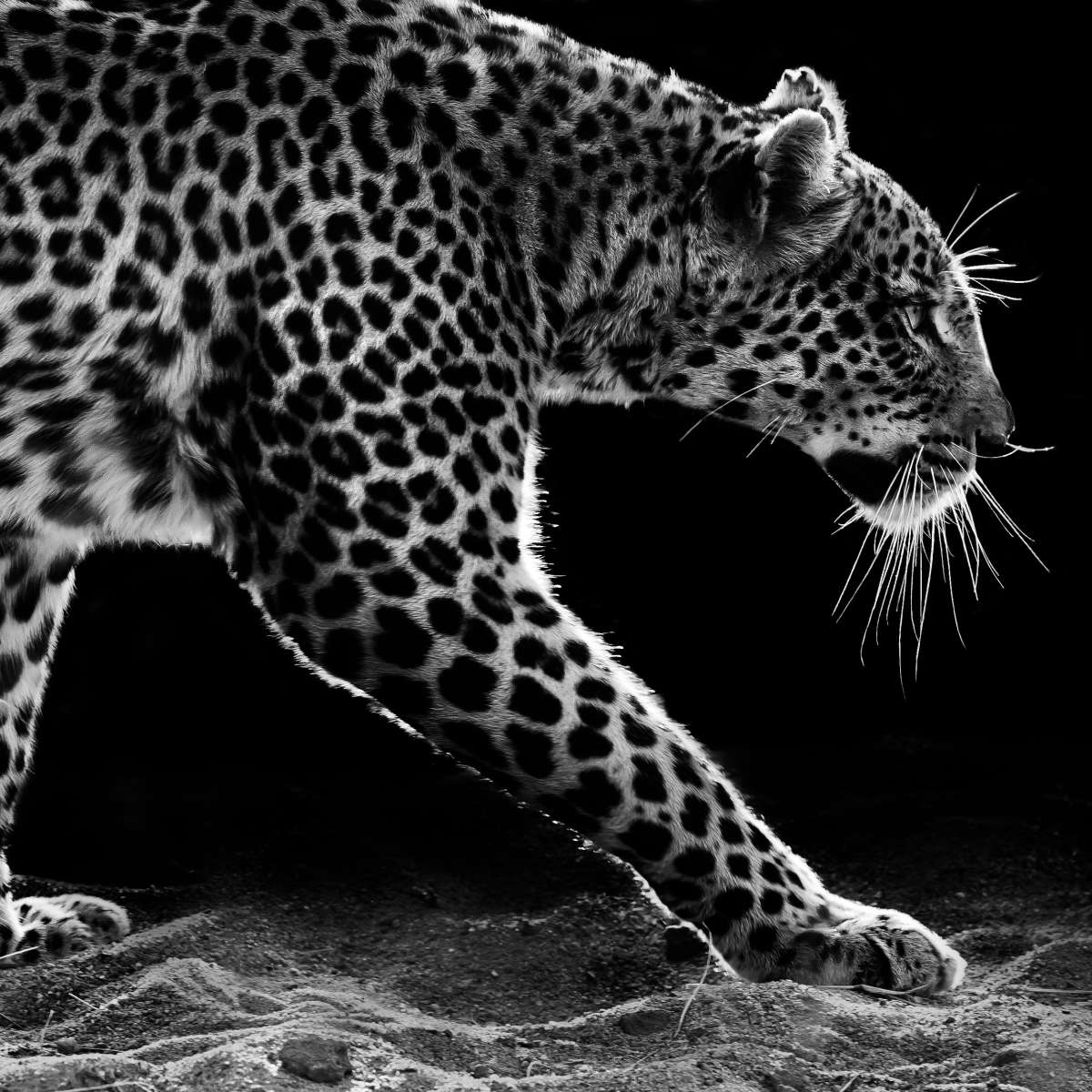 Walking Leopard Wall Art