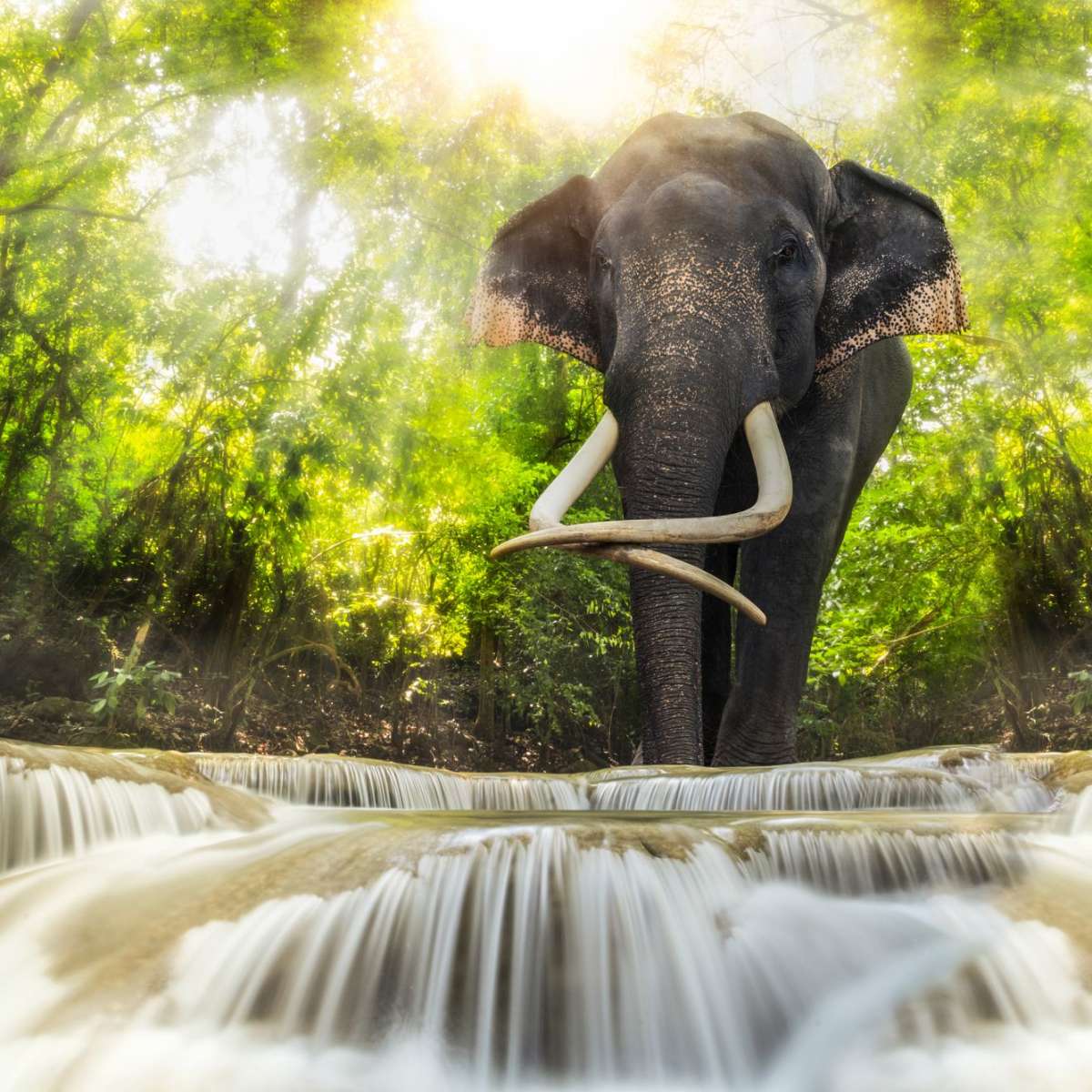 Waterfall Elephant Wall Art