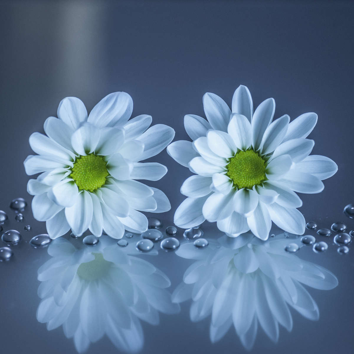 White Daisies Wall Art