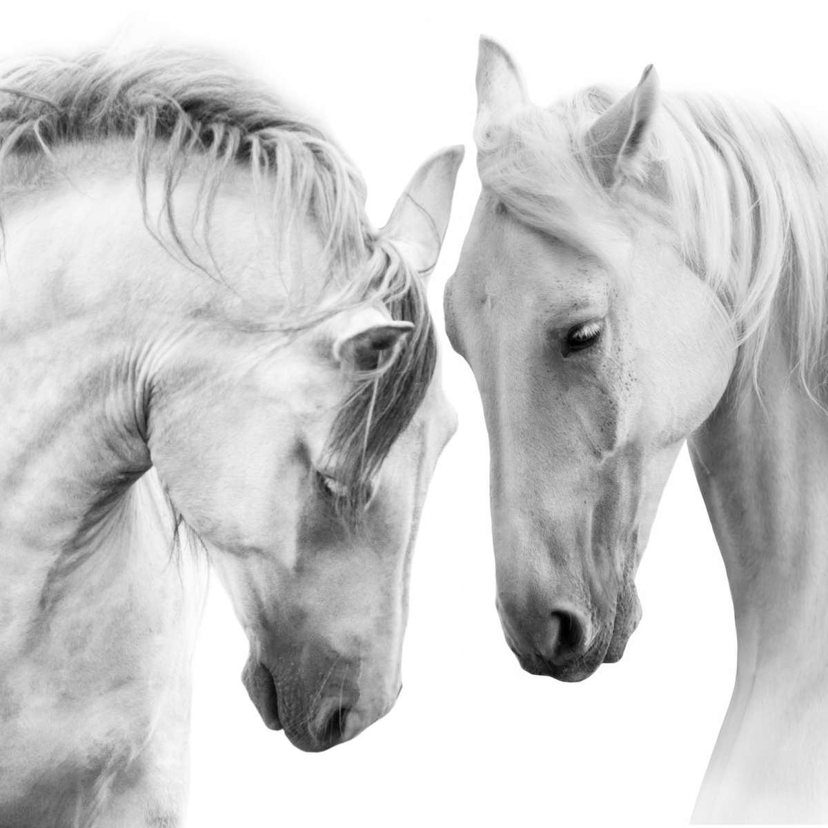 White Horse Couple Wall Art