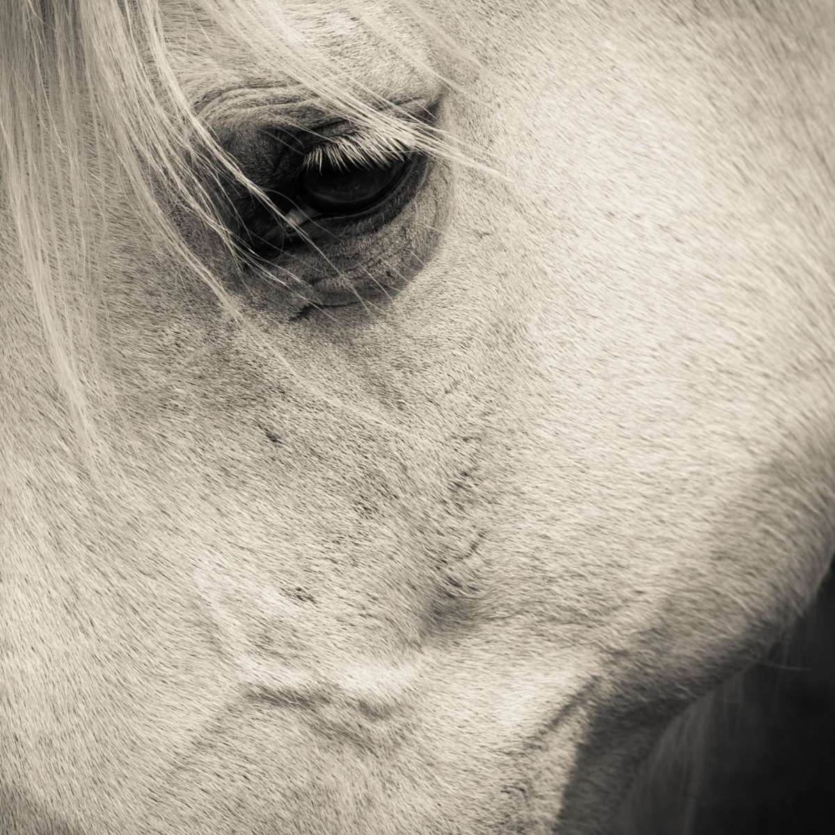 White Horse Eye Wall Art