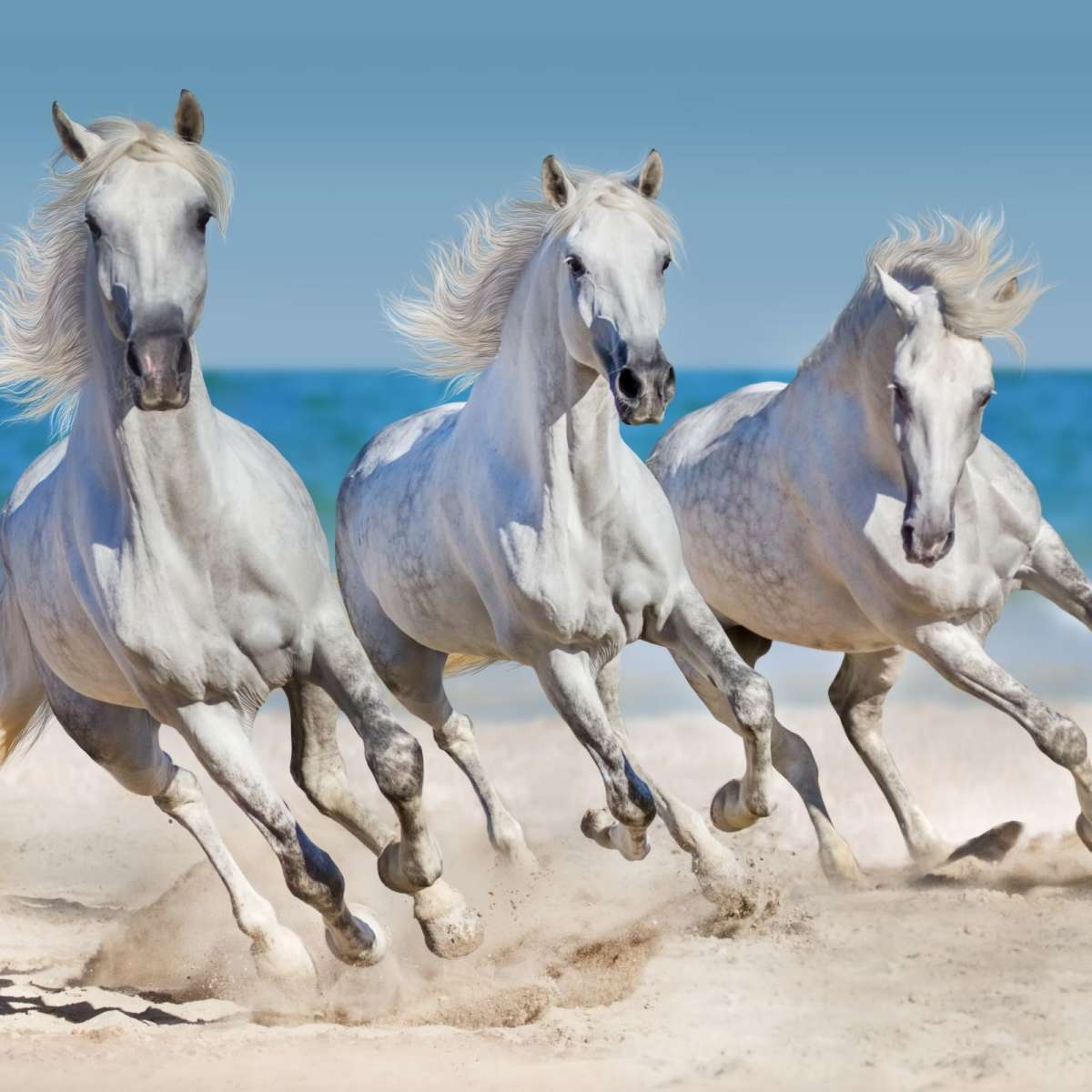 Wild Beach Horses Wall Art