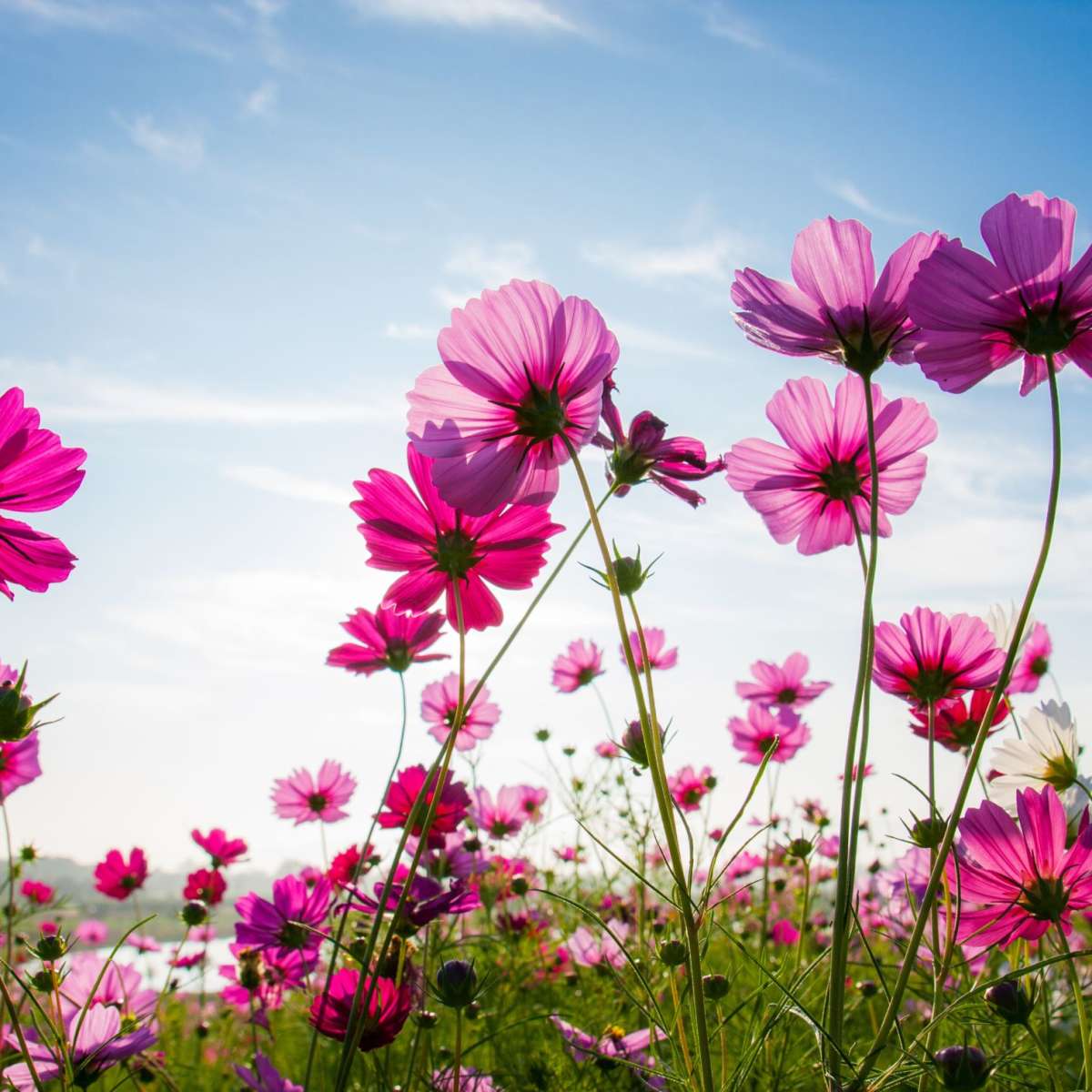 Wild Cosmos Flowers Wall Art