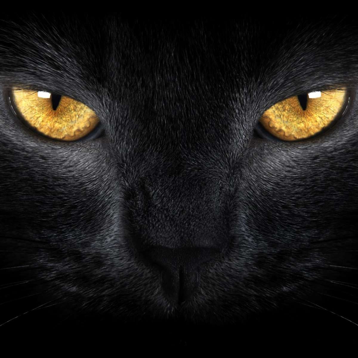 Yellow Eyed Cat Wall Art