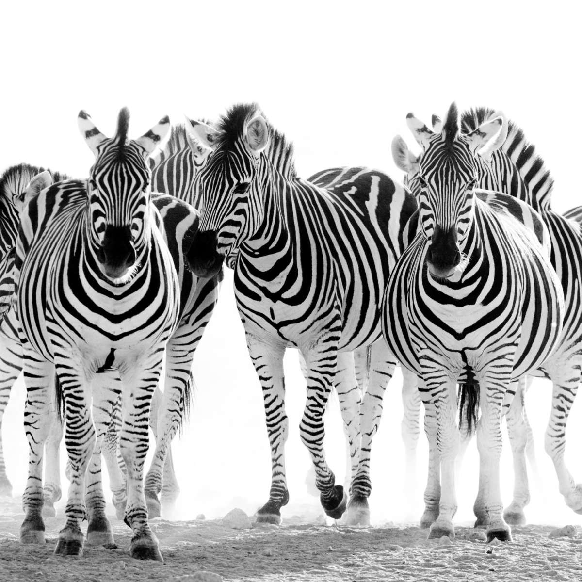 Zebras On The Move Wall Art