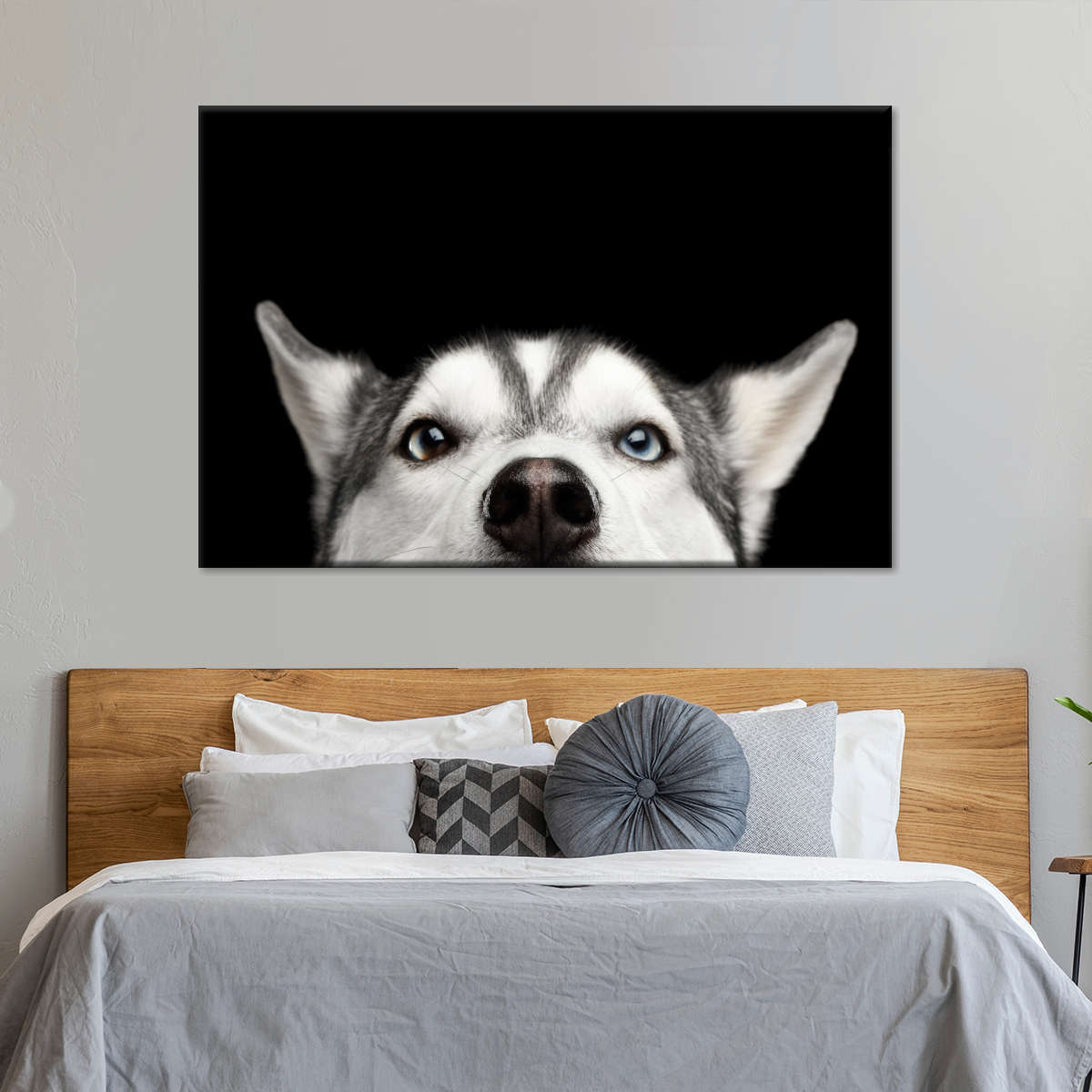 Peeking Siberian Husky Wall Art