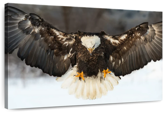 Bald Eagle Landing Wall Art