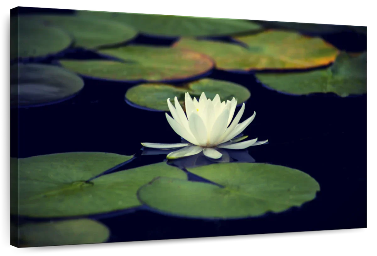 Lotus And Leaves Wall Art