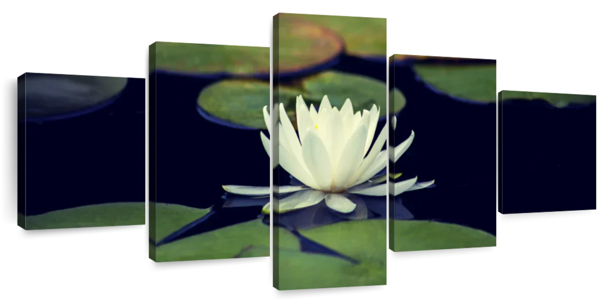 Lotus And Leaves Wall Art