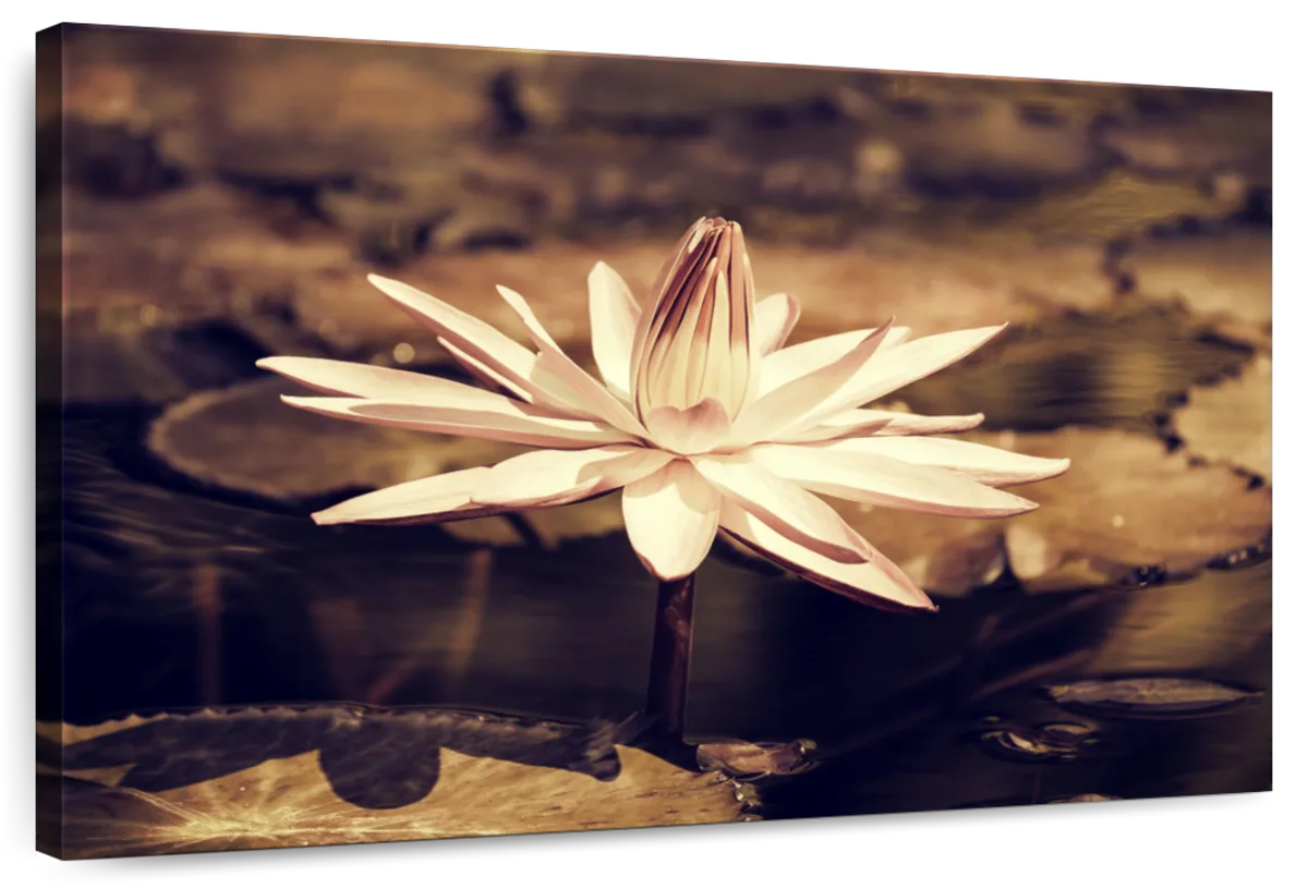 Sepia Lotus Flower Wall Art