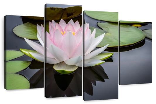 Pinkish White Lotus Wall Art