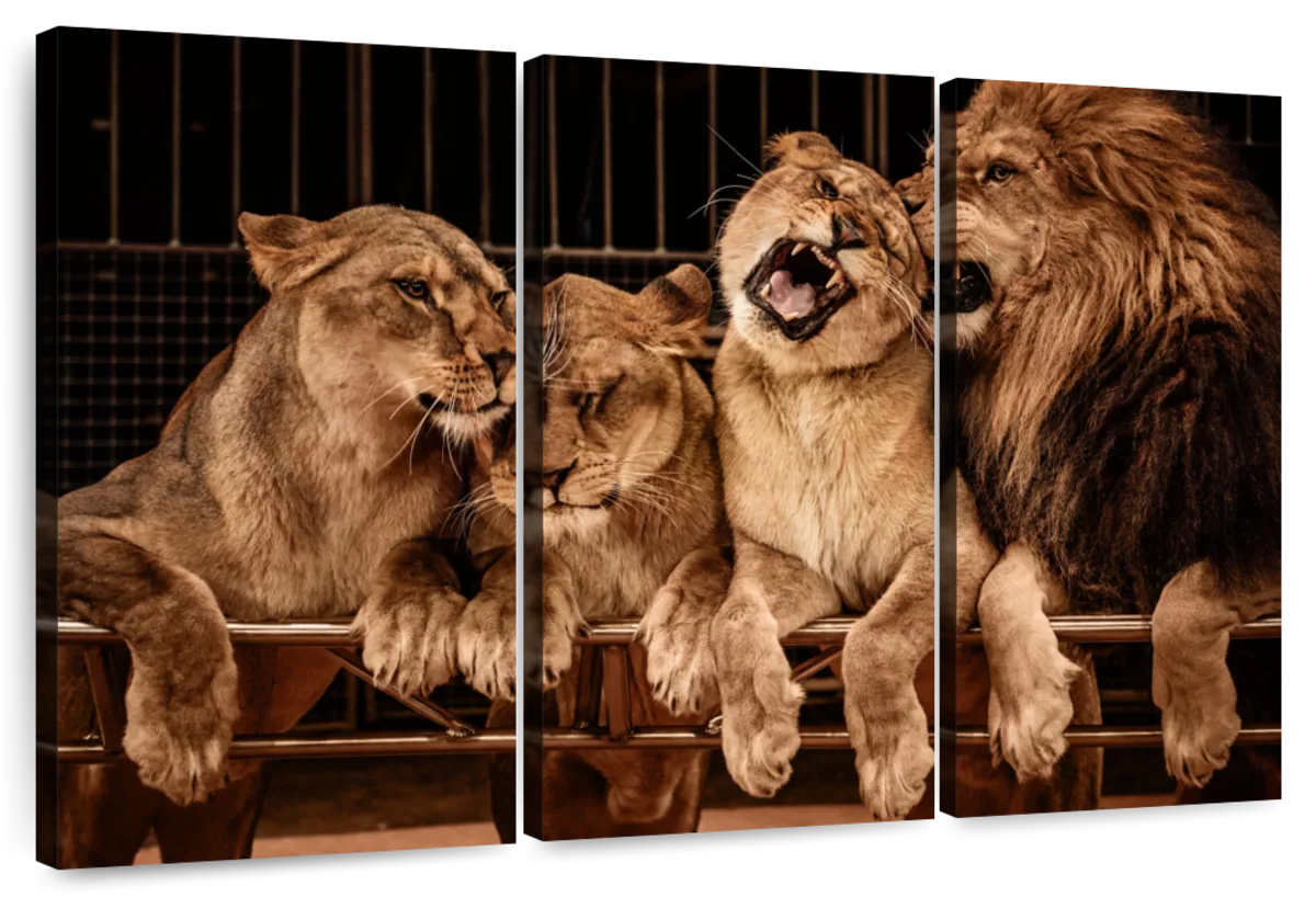 Pride Of Lions Wall Art