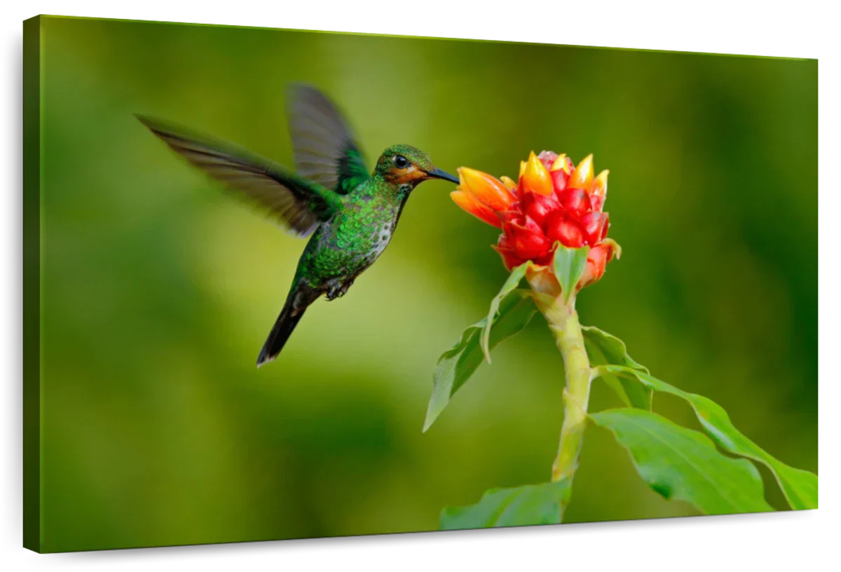 Flower And Green Hummingbird Wall Art