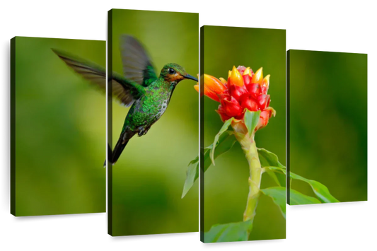 Flower And Green Hummingbird Wall Art