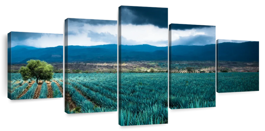 Agave Plantation At Morning Wall Art