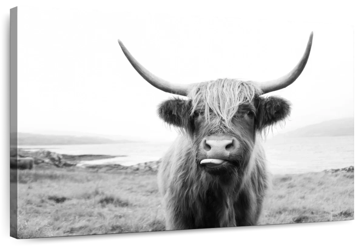 Funny Highland Cow Wall Art