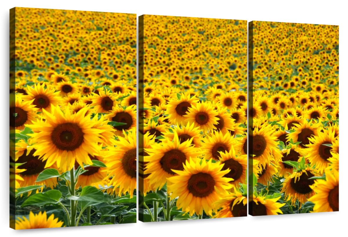 Endless Sunflower Field Wall Art