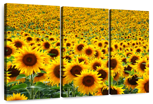 Endless Sunflower Field Wall Art