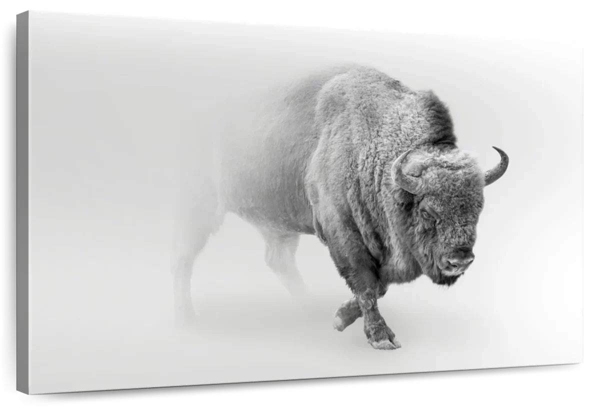 Wild Bison Wall Art