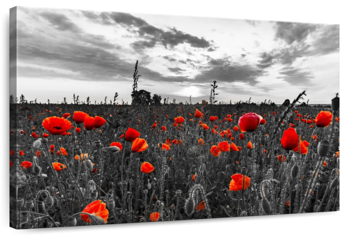 Poppy Field At Dusk Pop Wall Art