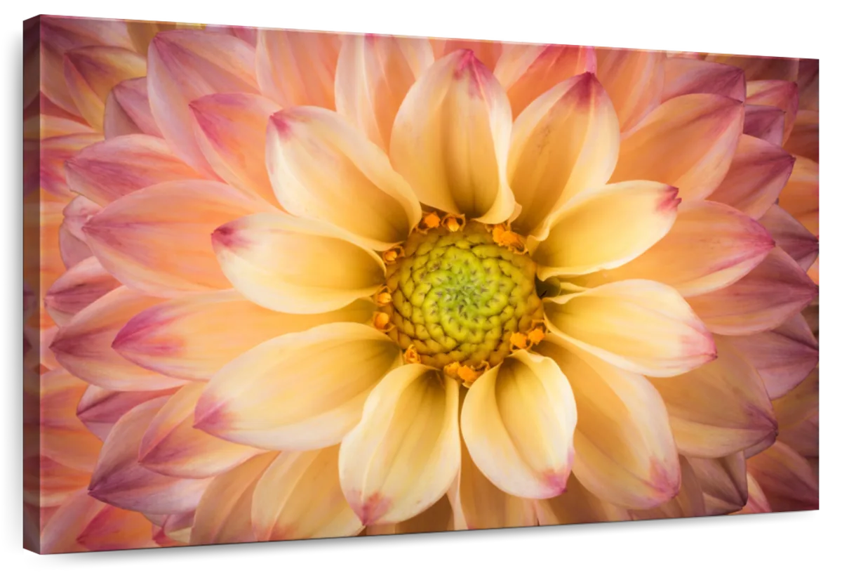 Lovely Dahlia Wall Art