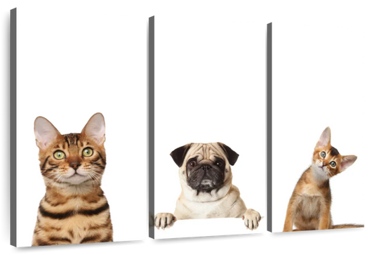 Pug And Cats Wall Art