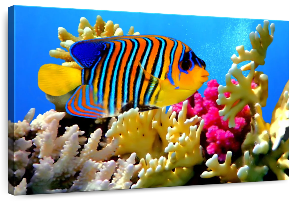 Queen Angelfish Wall Art