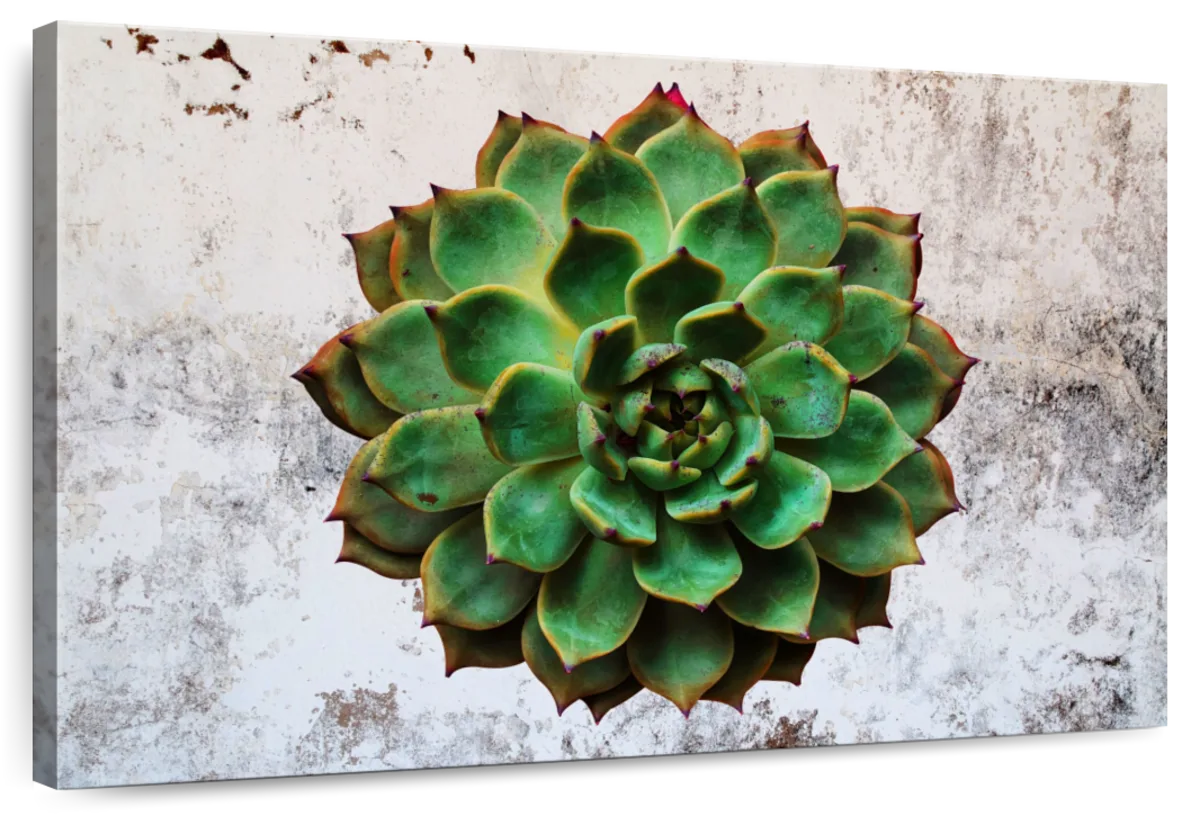 Grunge Succulent Wall Art